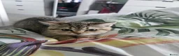 British Shorthair cats for sale: British Shorthair kittens! 2 LEFT!  - Advert 10