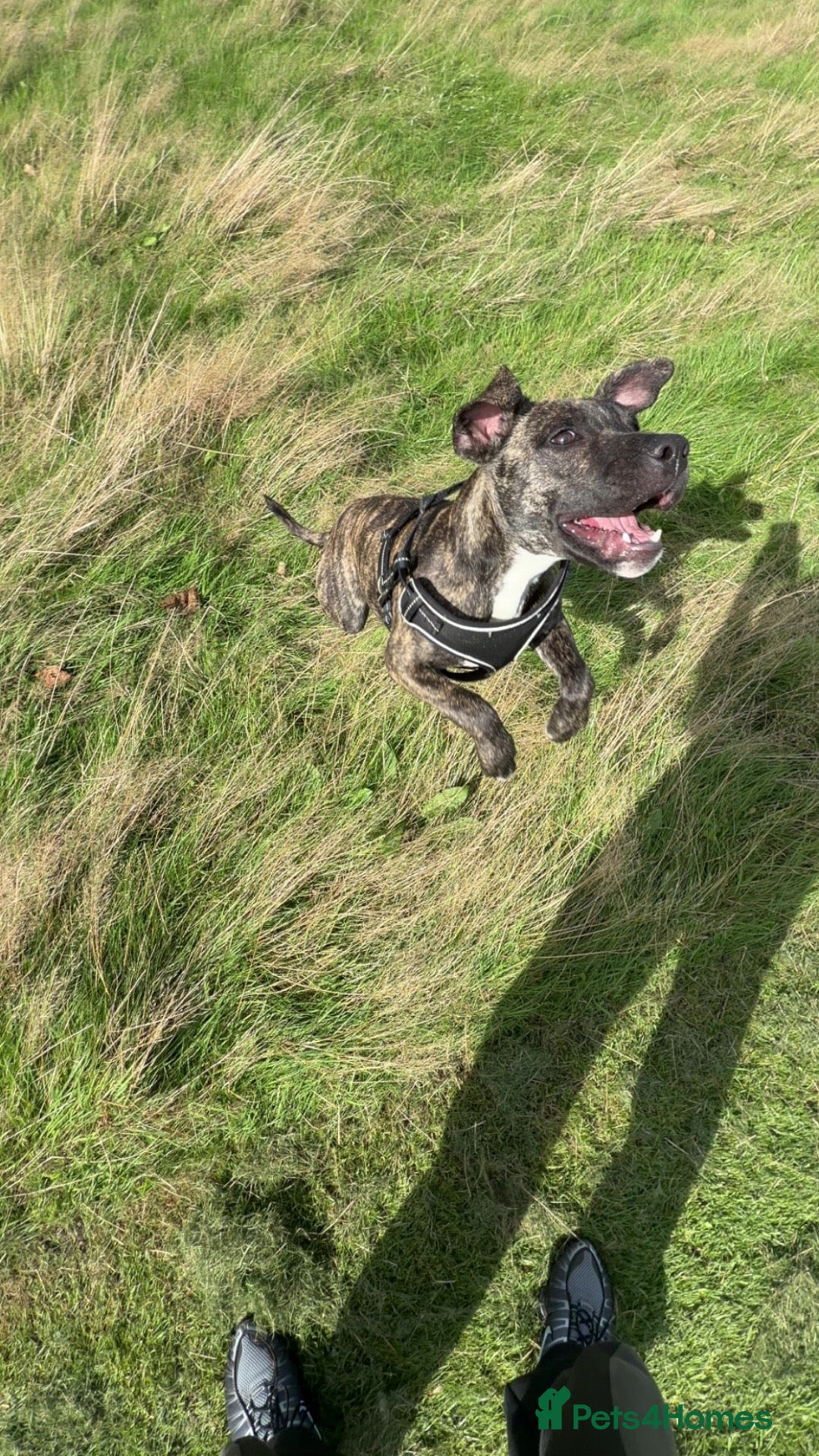 Staffordshire Bull Terrier dogs for sale: Staffy - Advert 3
