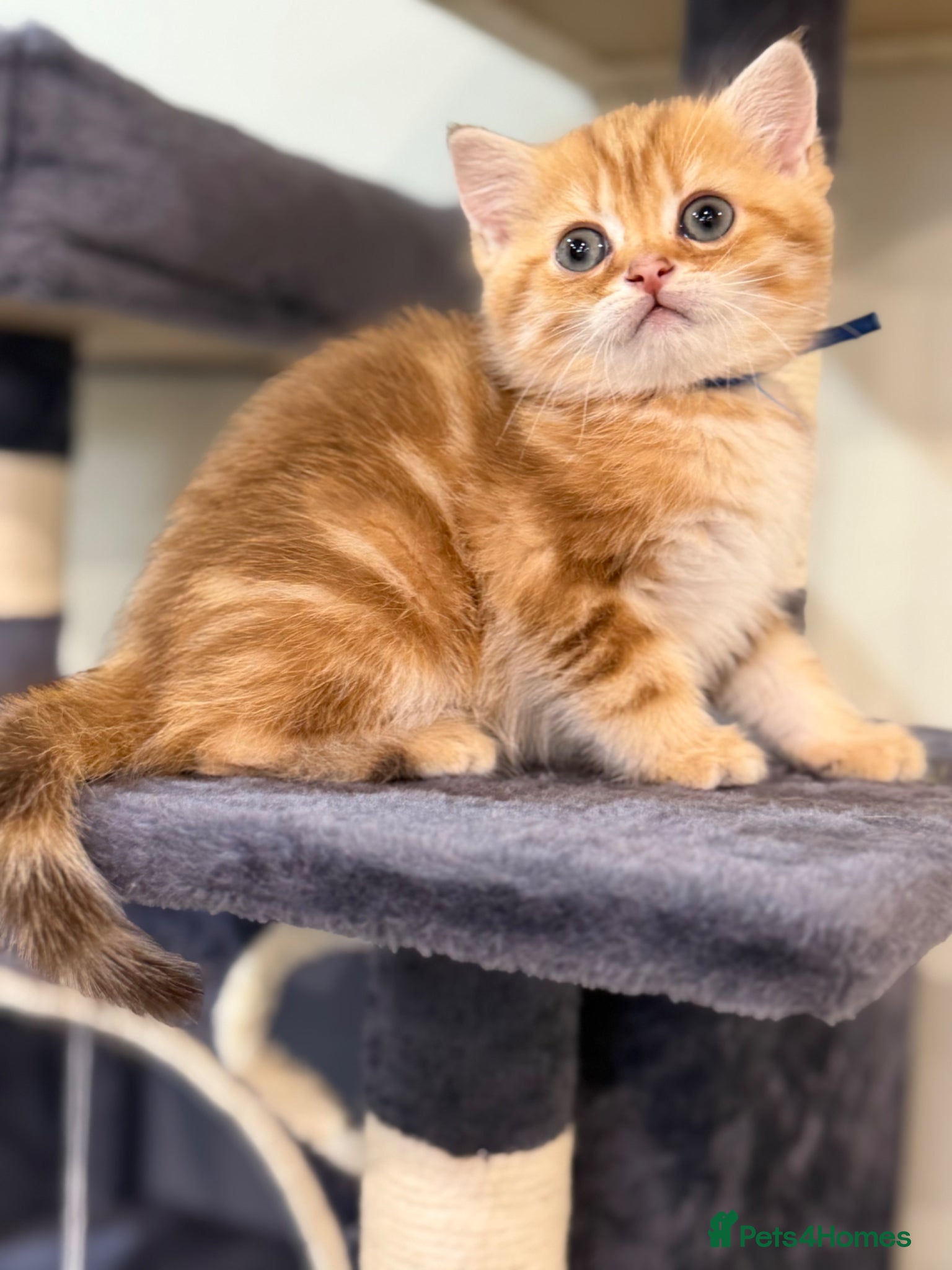 British Shorthair cats British shorthair chocolate golden Kitens TICA - Advert 2