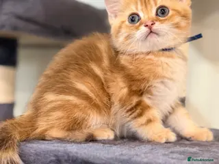 British Shorthair cats British shorthair chocolate golden Kitens TICA - Advert 3