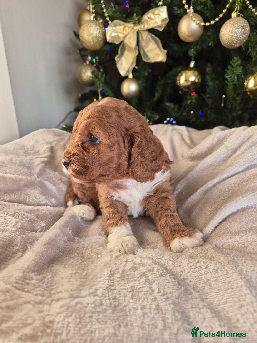Cockapoo dogs for sale: Charmila Quality F1 Cockapoos  - Advert 8