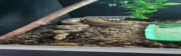 Python Snake reptiles for sale: Banana Pastel Ball Pyhton & Colombian Rainbow Boa  in Worcester - Advert 2