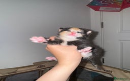 Domestic Shorthair cats for sale: 4 beautiful kittens  - Image 12