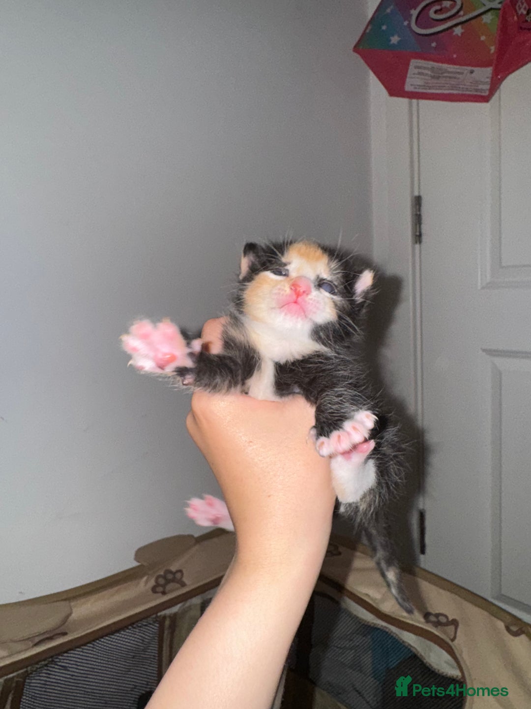 Domestic Shorthair cats for sale: 4 beautiful kittens  - Image 12