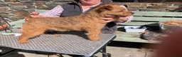 Lakeland Terrier dogs for sale: Lakeland puppies  - Advert 14