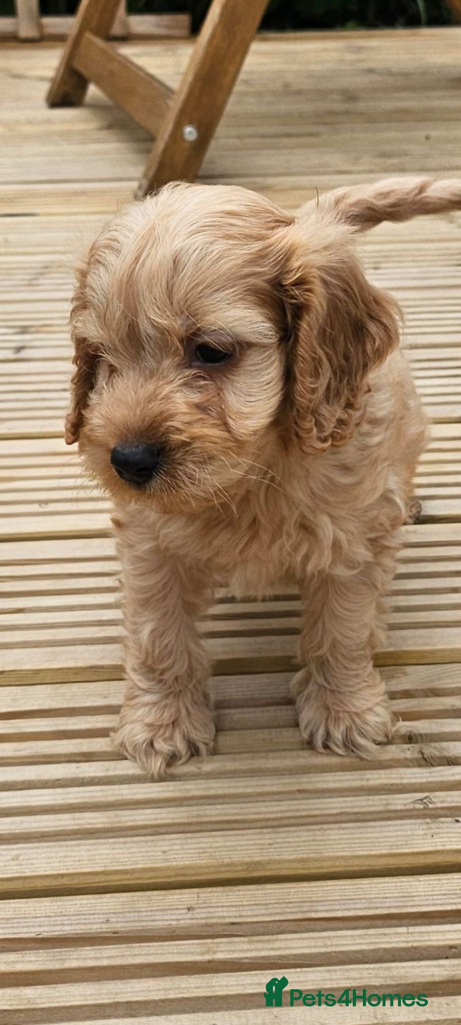 Cockapoo dogs STUNNING SHOW LINE F1 COCKAPOO PUPPIES FOR SALE - Advert 1