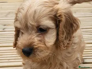 Cockapoo dogs STUNNING SHOW LINE F1 COCKAPOO PUPPIES FOR SALE - Advert 1