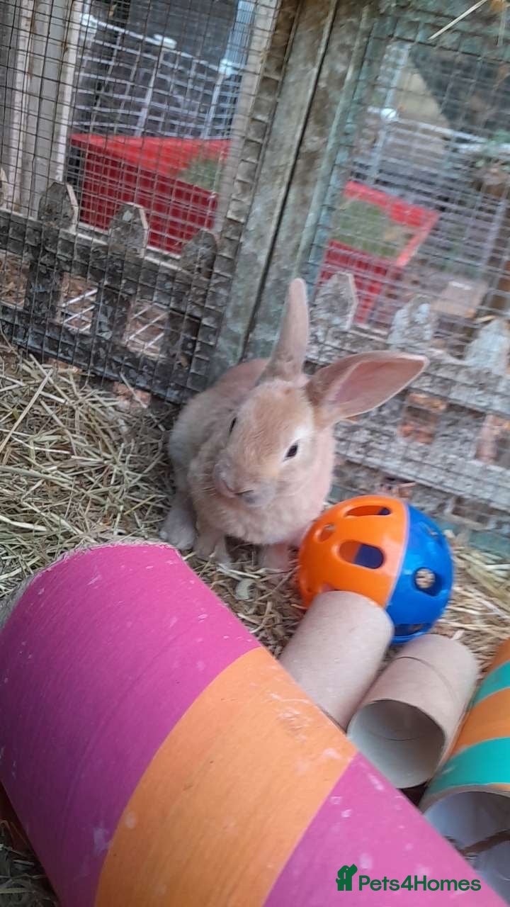 Mixed Breed rabbits Mixed sex Rex mix babies  - Advert 10