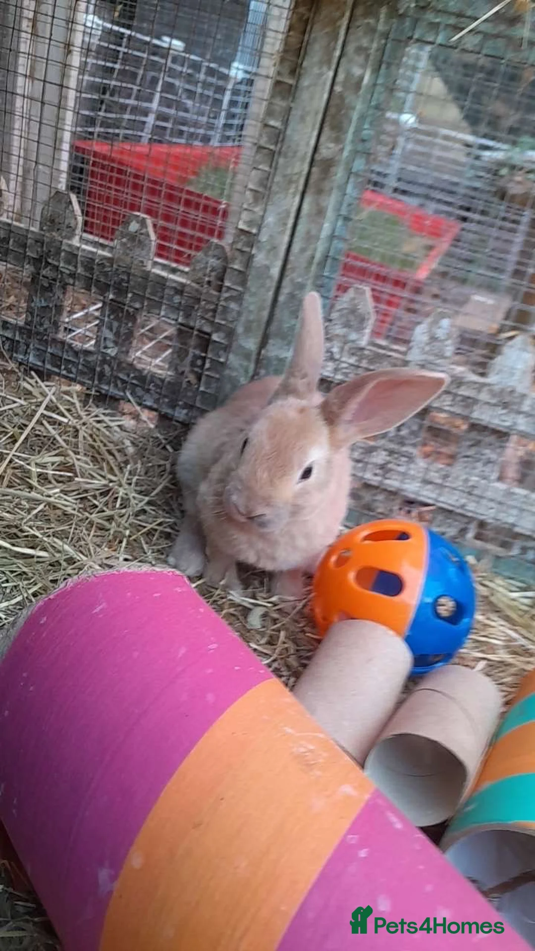 Mixed Breed rabbits for sale: Mixed sex Rex mix babies  - Advert 2