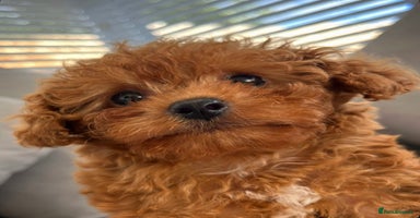 Cavapoo dogs - Advert 6