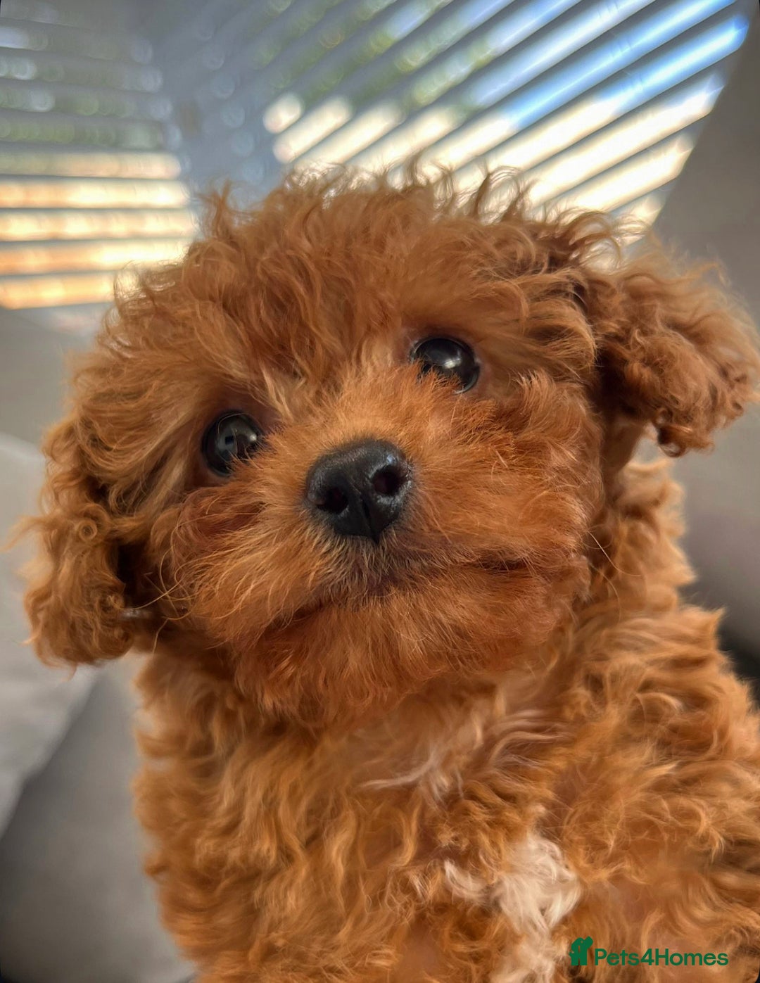 Cavapoo dogs for sale: F1B cavapoo girl  - Image 2