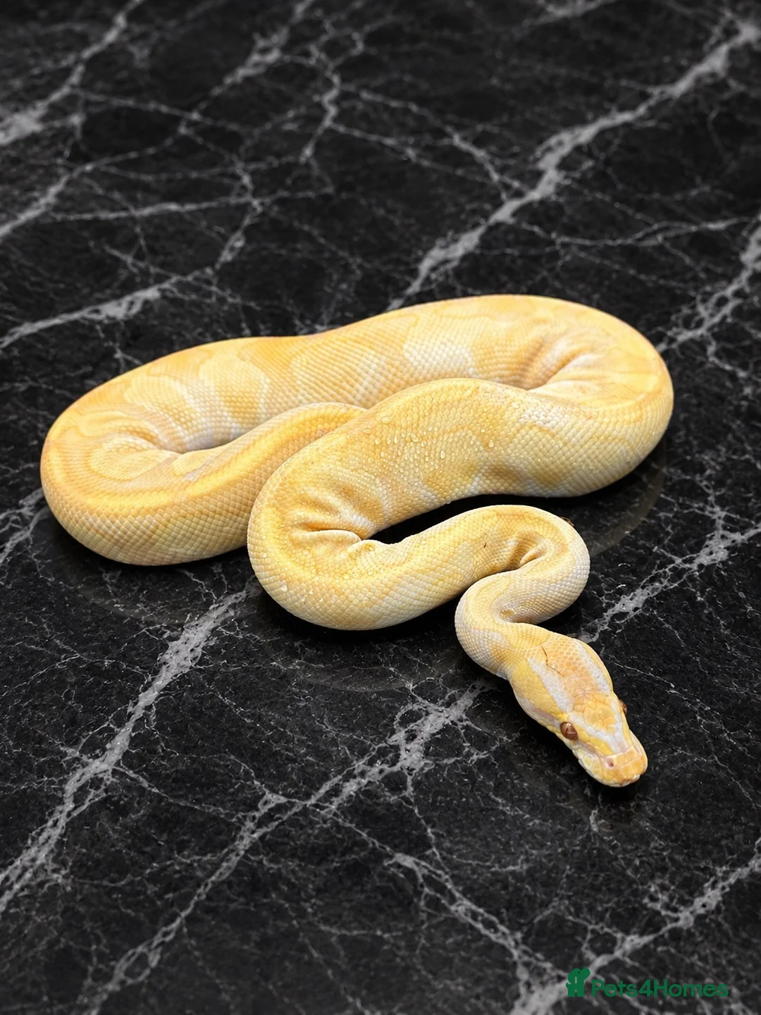 Python Snake reptiles for sale: Hatchling Ball Pythons Available!! - Advert 10