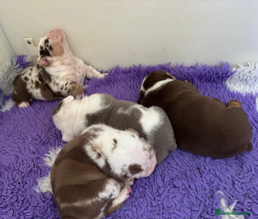 English Bulldog dogs for sale: Beautiful bulldog puppies  - Advert 17