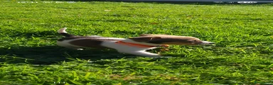 Jack Russell 6