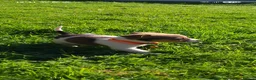Jack Russell dogs for sale: Beautiful Jack Russell puppies - Advert 2
