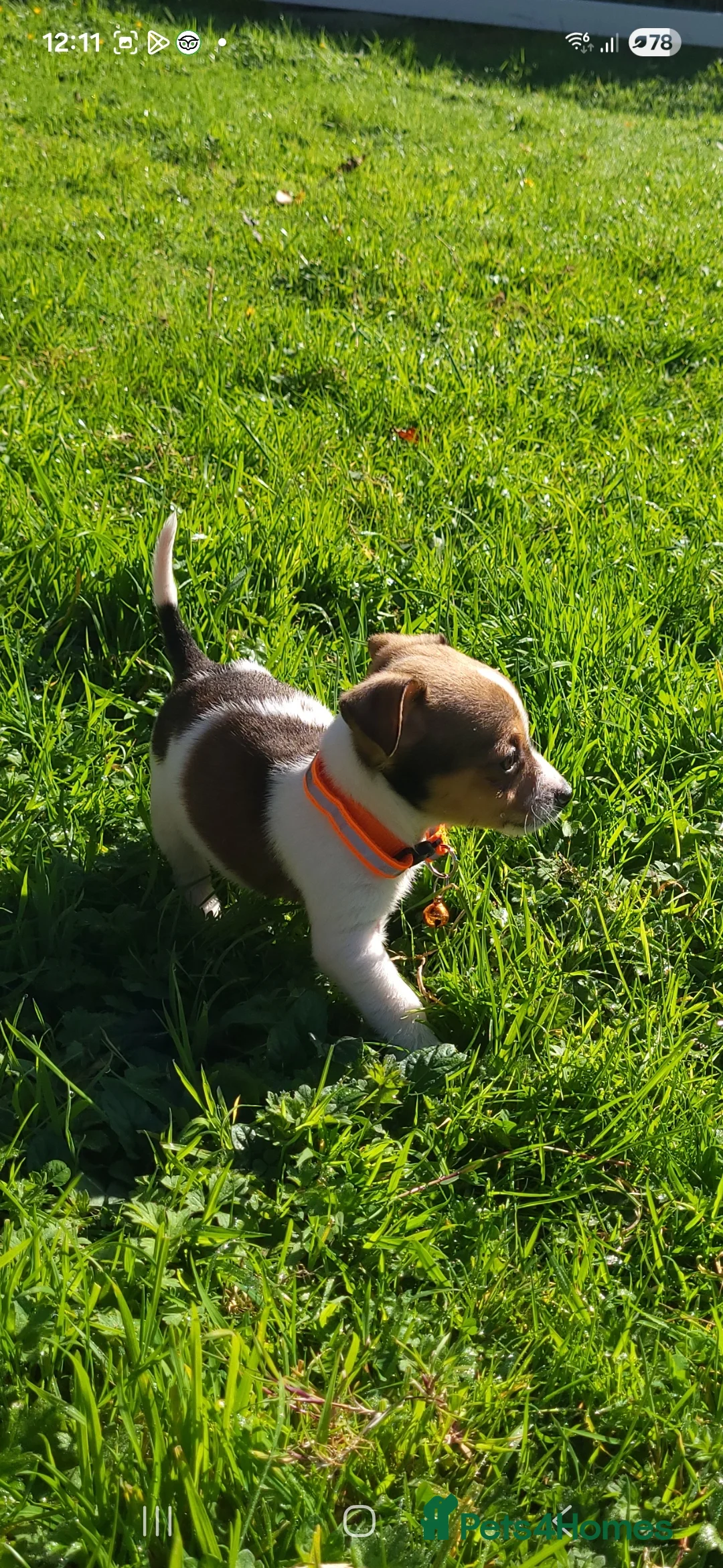 Jack Russell dogs for sale: Beautiful Jack Russell puppies - Advert 2