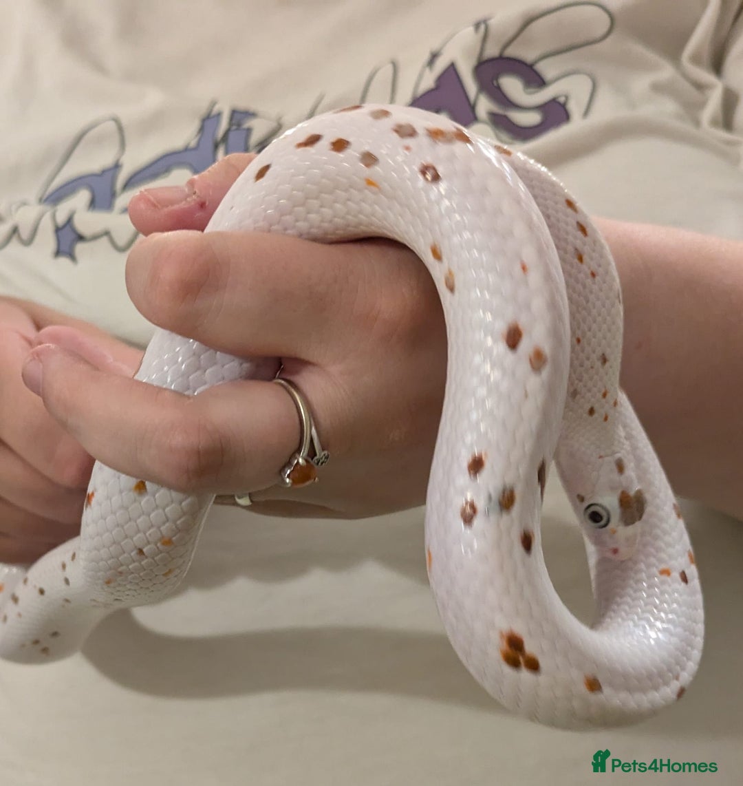Corn Snake reptiles for sale: 3 beautiful cornsnakes - Image 4