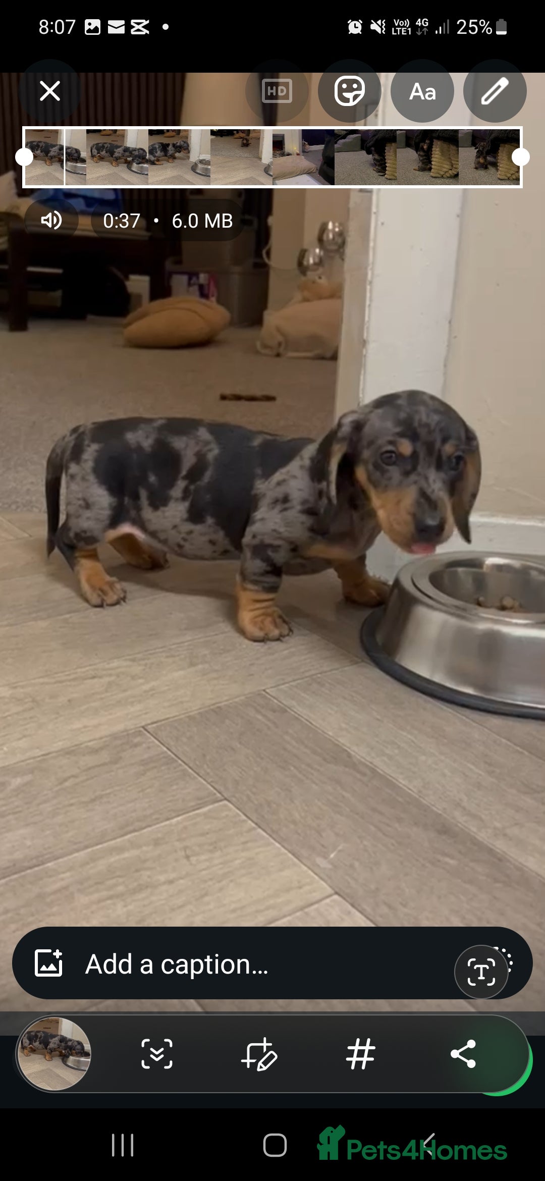 Dachshund dogs for sale: Ready to leave  - Advert 9