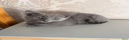 Russian Blue cats for sale: Beautiful Russian Blue Girl – 14 Weeks - Advert 8