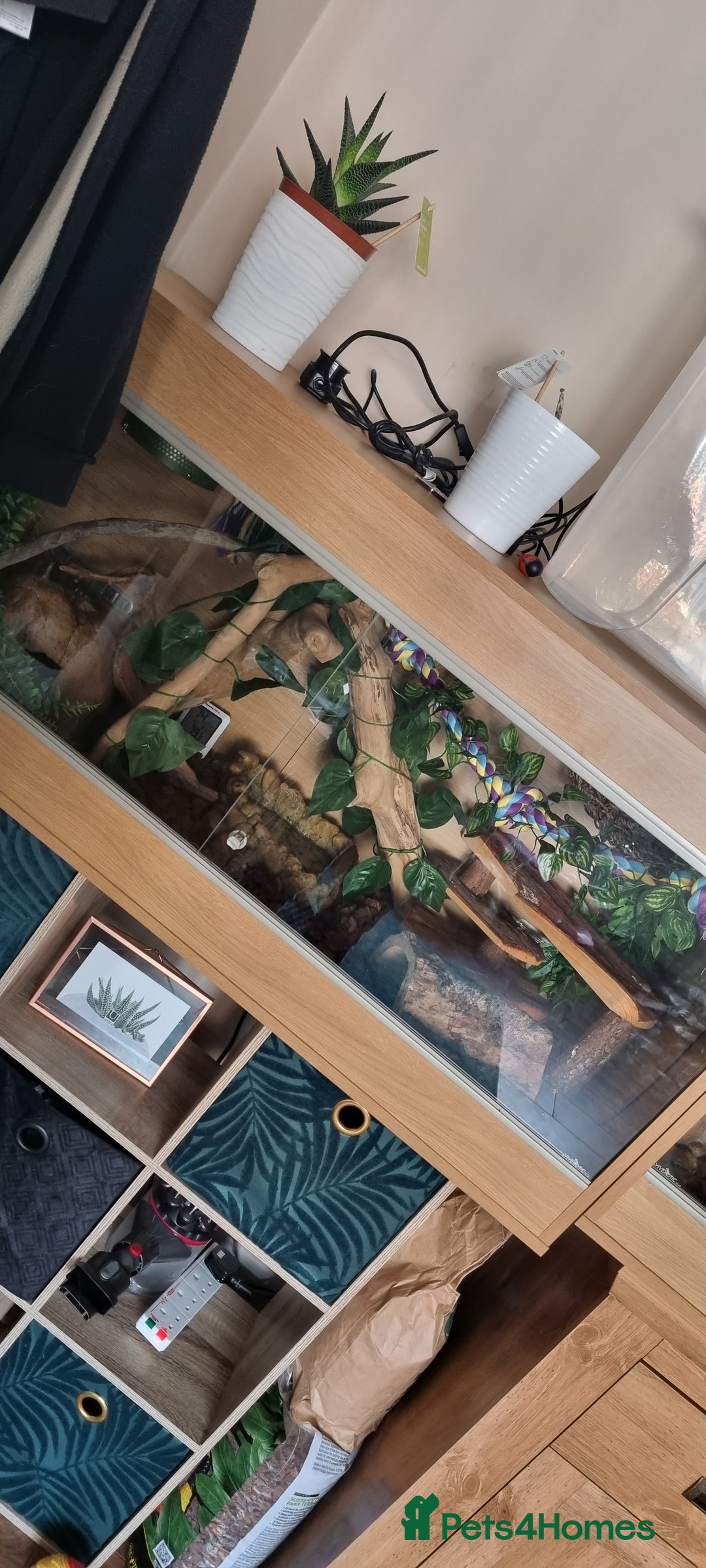 Python Snake reptiles for sale: Royal python - Advert 7