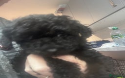 Yorkiepoo dogs for sale: 1 beautiful yorkiepoo ready to leave 🥰🥰 - Image 15