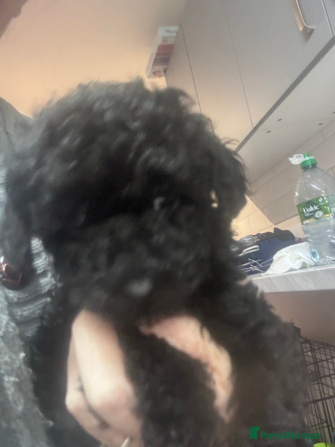 Yorkiepoo dogs for sale: 1 beautiful yorkiepoo ready to leave 🥰🥰 - Image 15