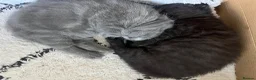 British Shorthair cats for sale: My Likac British Shorthair Queen has had 2 kittens in Worthing - Advert 8
