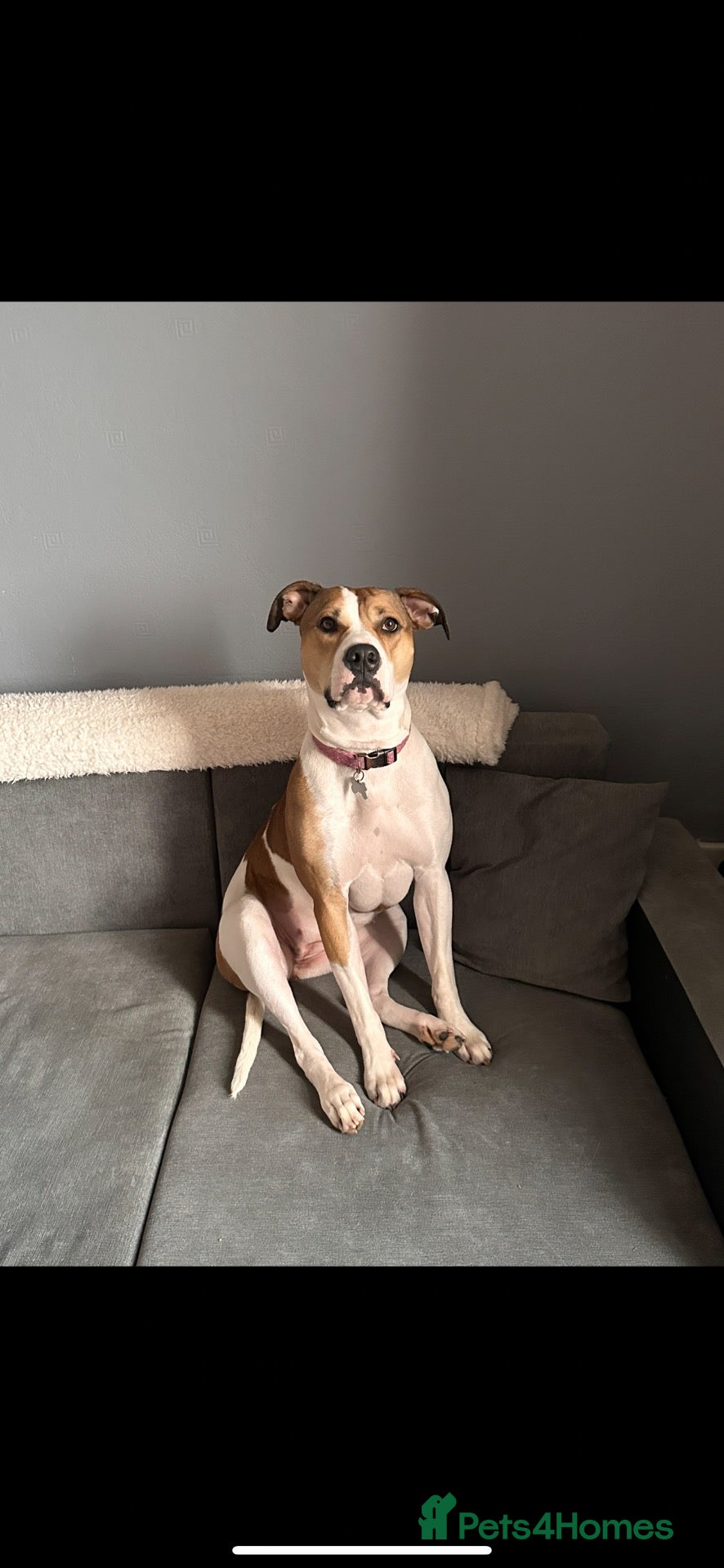 Mixed Breed dogs Old tyme English Bulldog X American Bulldog - Advert 3