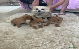 Pomchi dogs for sale: 3 girls pomchi - Image 5