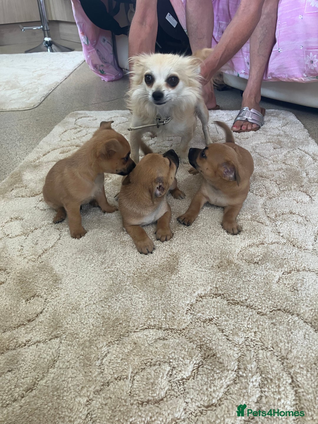 Pomchi dogs for sale: 3 girls pomchi - Image 5