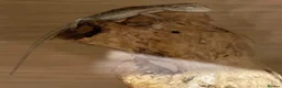 Bearded Dragon reptiles for sale: Baby Bearded dragons £50 each - Advert 19