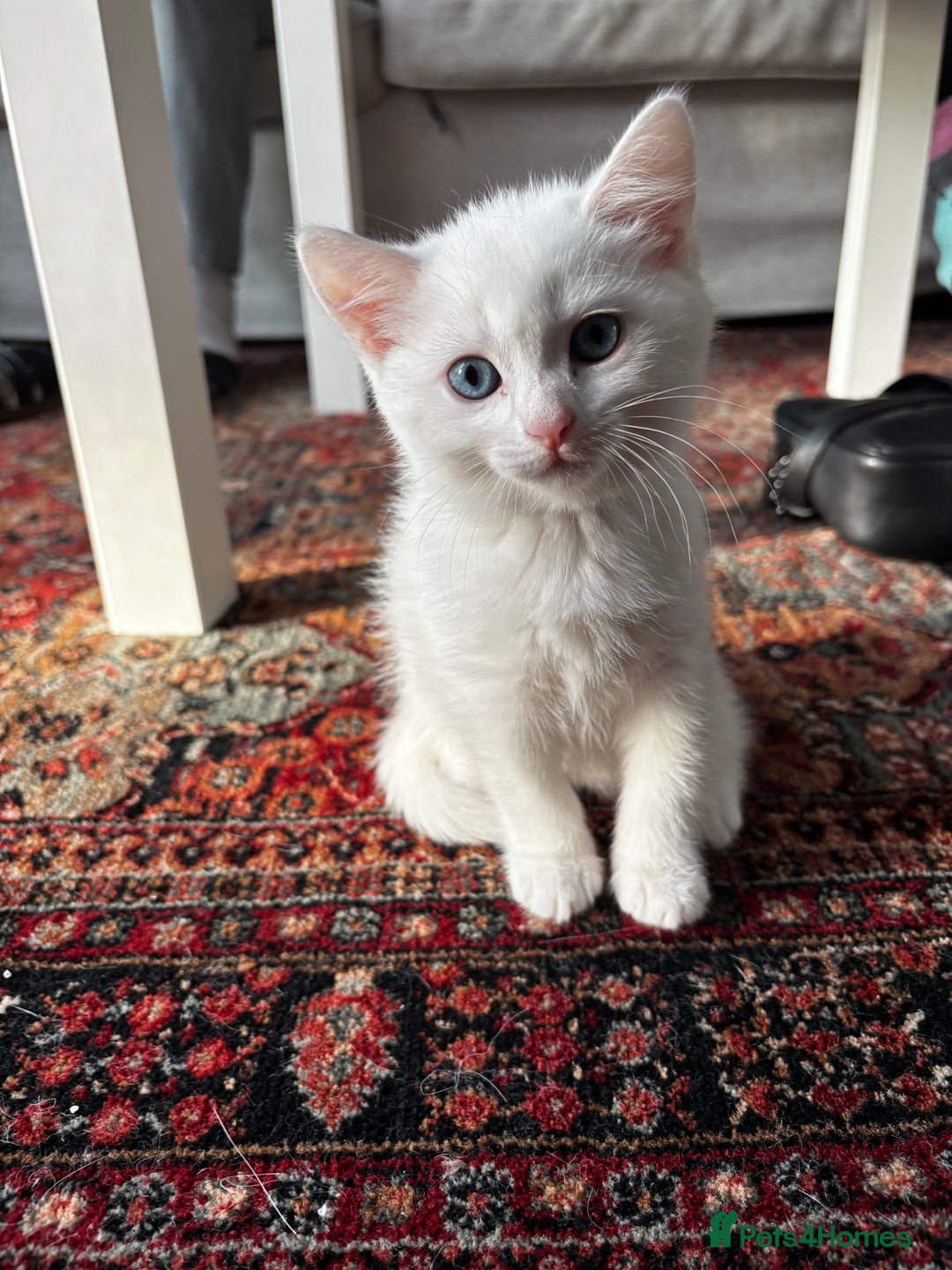British Shorthair cats for sale: Beautiful British Shorthair/Turkish Angora Kittens - Image 10