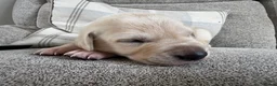 Mixed Breed dogs for sale: Beautiful Labrador x Pointer Puppies  - Advert 8