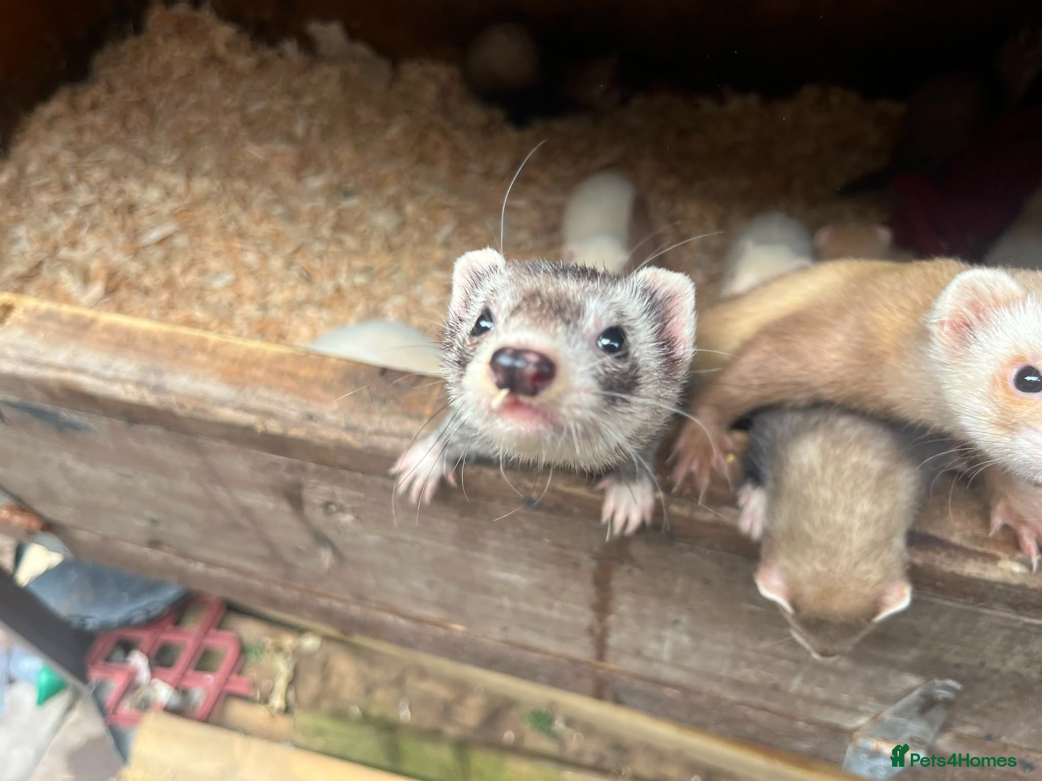 Ferret rodents Standard Ferret kits for sale  - Advert 4