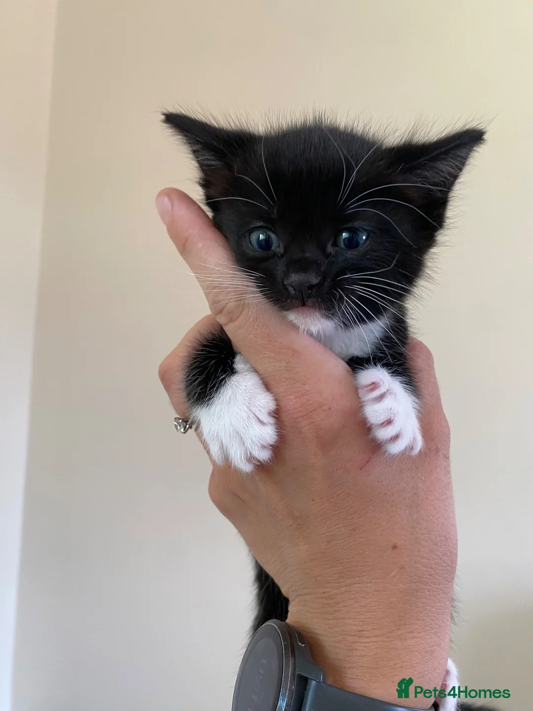 Ragdoll cats for sale: Ragdoll Cross Kittens  - Advert 2
