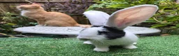 Continental Giant rabbits for sale: PURE BRED Continental Giant Baby Bucks  VACCINATED - Advert 3