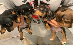 Chiweenie dogs for sale: Ready Now Chiweenies pups - Image 1