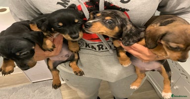 Chiweenie dogs - Advert 3