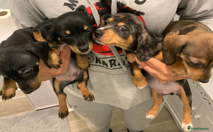 Chiweenie dogs - Advert 1