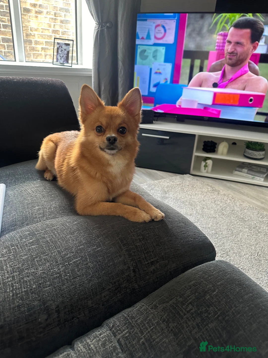 Pomchi dogs for sale: Pomchi dog in Accrington - Advert 2