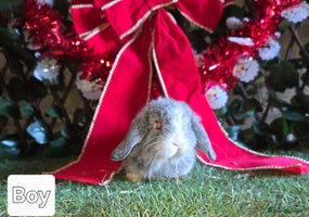 Mini Lop rabbits Pure mini lop babies - Advert 1