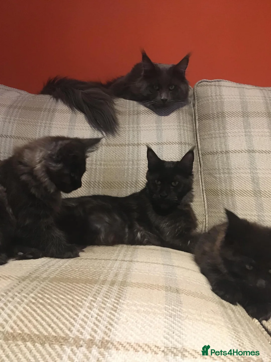 Maine Coon cats for sale: Maine coon kitten - Advert 1