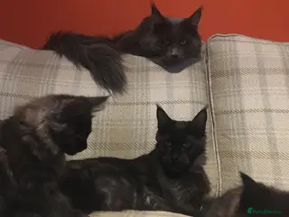 Maine Coon cats Maine coon kitten - Advert 5