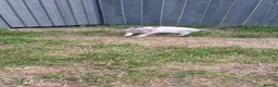 Bengal cats for sale: Pure Snow bengal  - Advert 8
