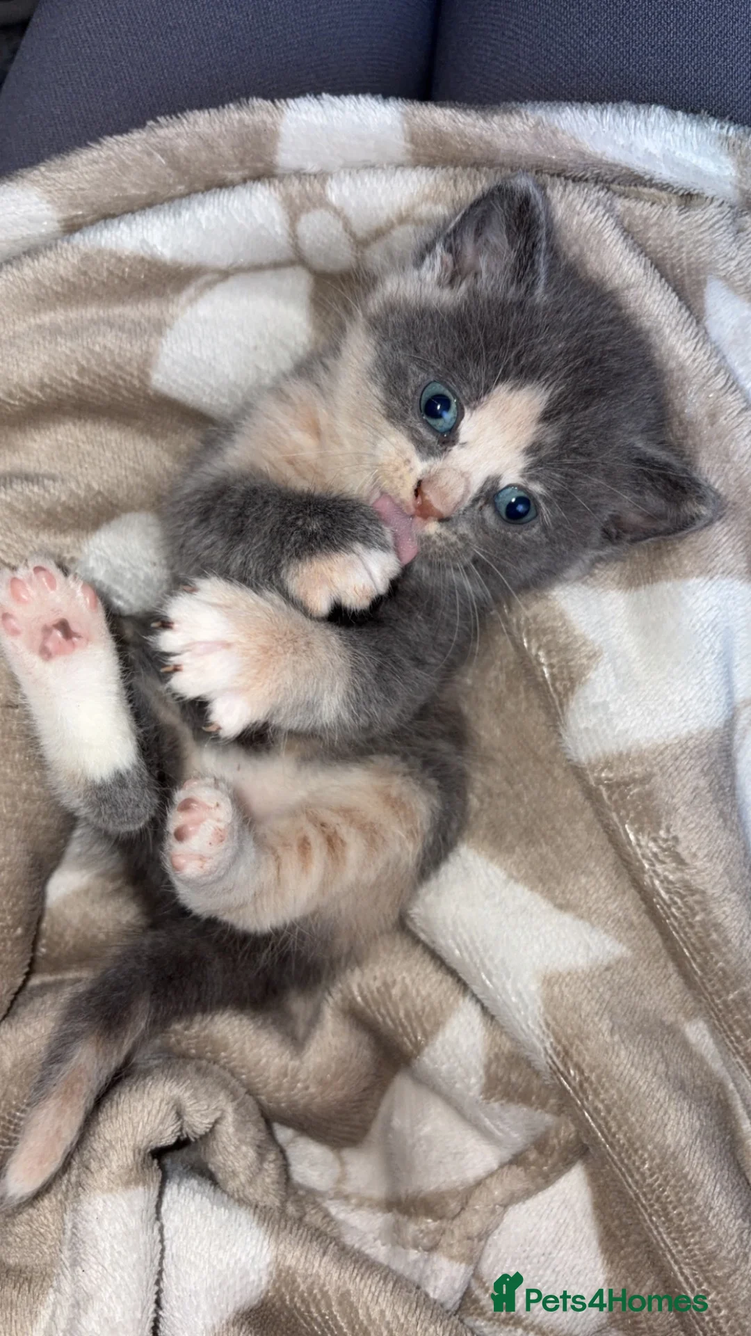 Domestic Shorthair cats for sale: Female kitten  - Advert 2