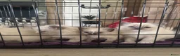 Ragdoll cats for sale: Beautiful ragdoll kittens  - Advert 6