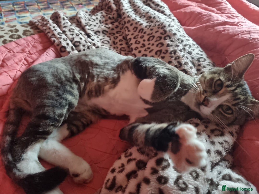 Mixed Breed cats for adoption: TOM -a friendly & proud boy- needs a Loving Home - Image 37