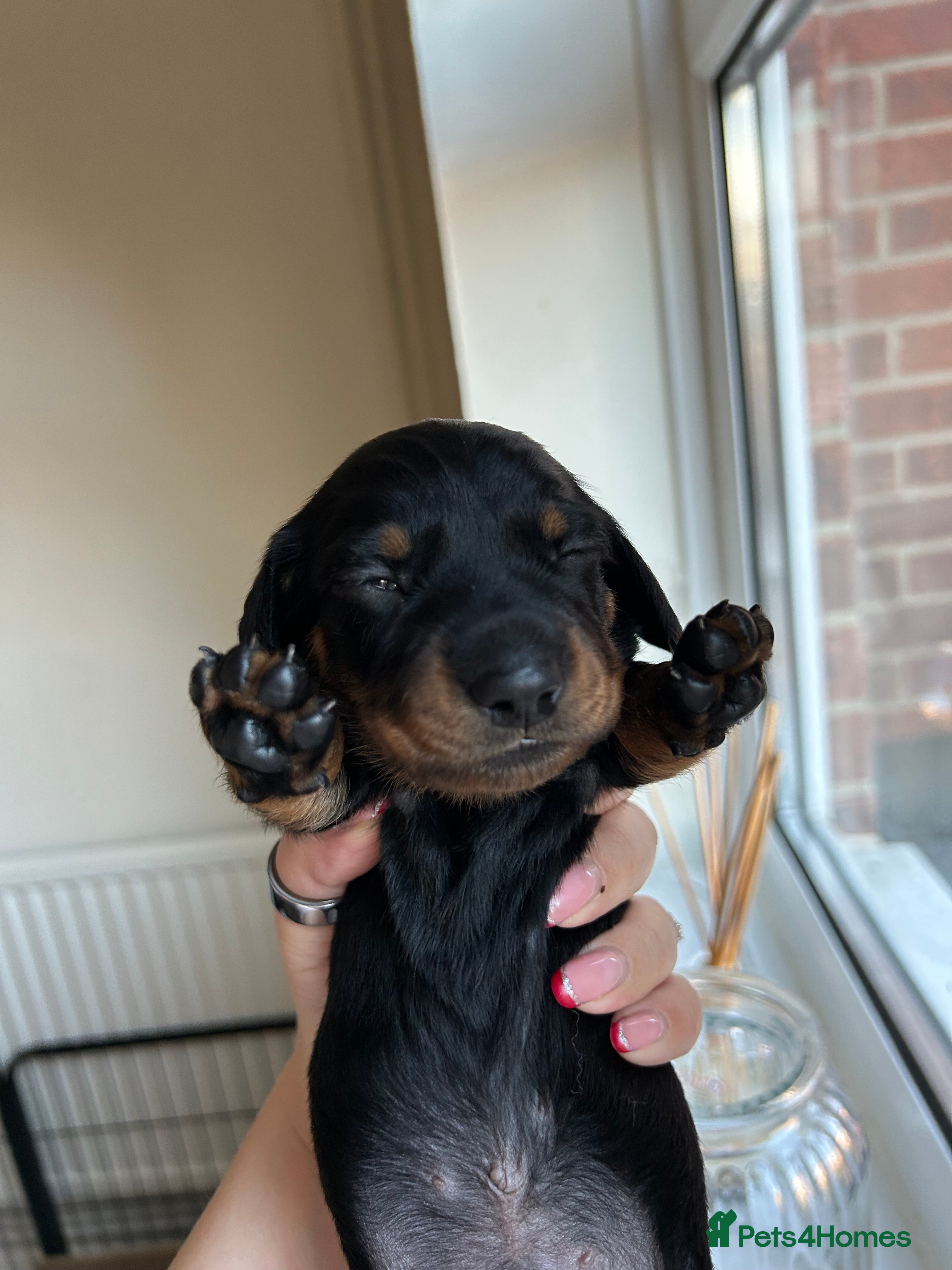 Miniature Dachshund dogs 2 Stunning Black and Tan Boys available🤎🖤 - Advert 8