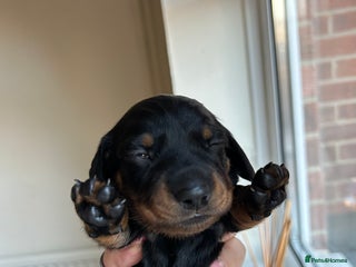 Miniature Dachshund dogs 2 Stunning Black and Tan Boys available🤎🖤 - Advert 9