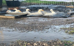 Ducks poultry for sale: 7 female pekins - Image 3